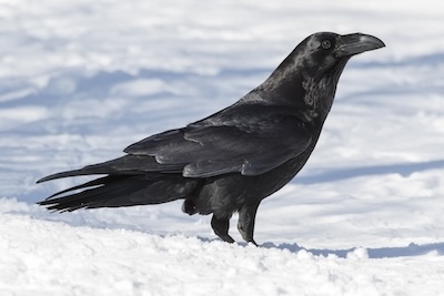 American crow in the snow